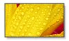 Professional Displays - Multisync M431-2