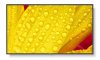 Professional Displays - Multisync M551-2